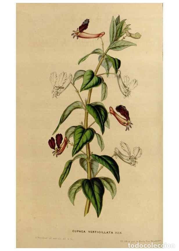 Colecionismo de Revistas e Jornais: Reproducci&oacute;n/Reproduction 49643735717: Flore des serres et des jardins de l'Europe. A Gand :chez Lou