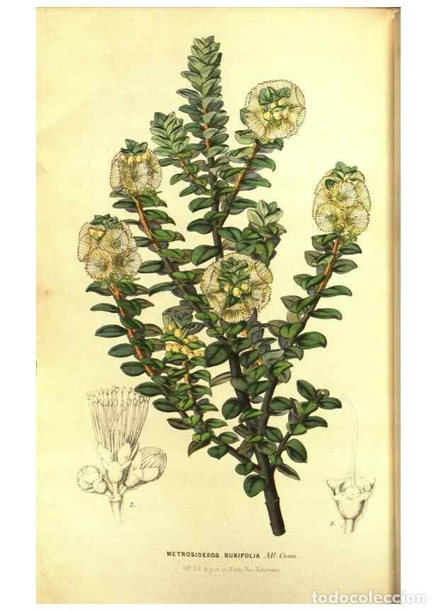 Colecionismo de Revistas e Jornais: Reproducci&oacute;n/Reproduction 49643743877: Flore des serres et des jardins de l'Europe. A Gand :chez Lou