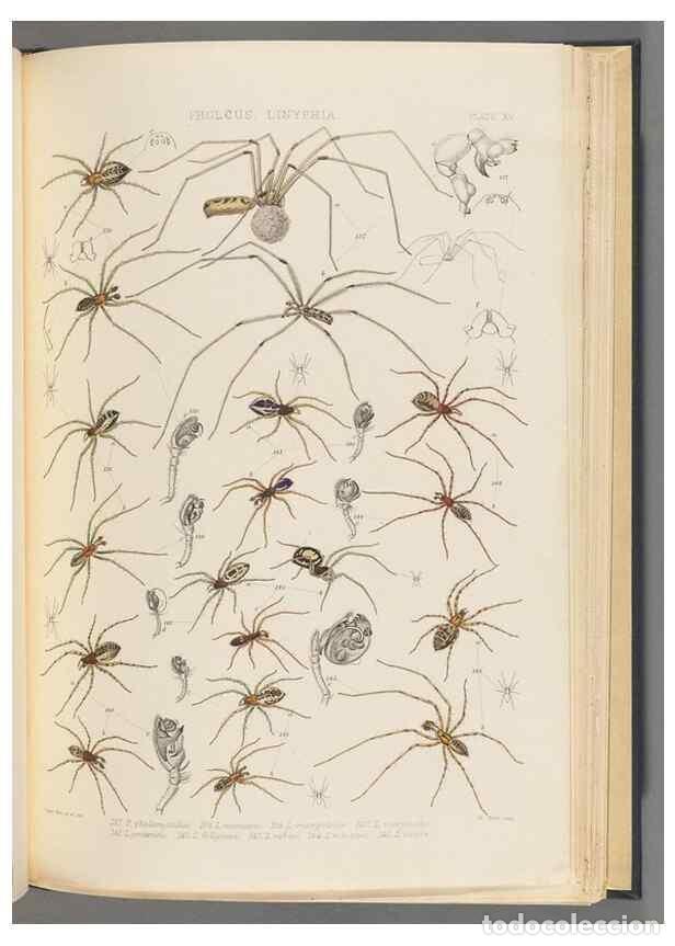 Colecionismo de Revistas e Jornais: Reproducci&oacute;n/Reproduction 49642887448: A history of the spiders of Great Britain and Ireland /. Lond