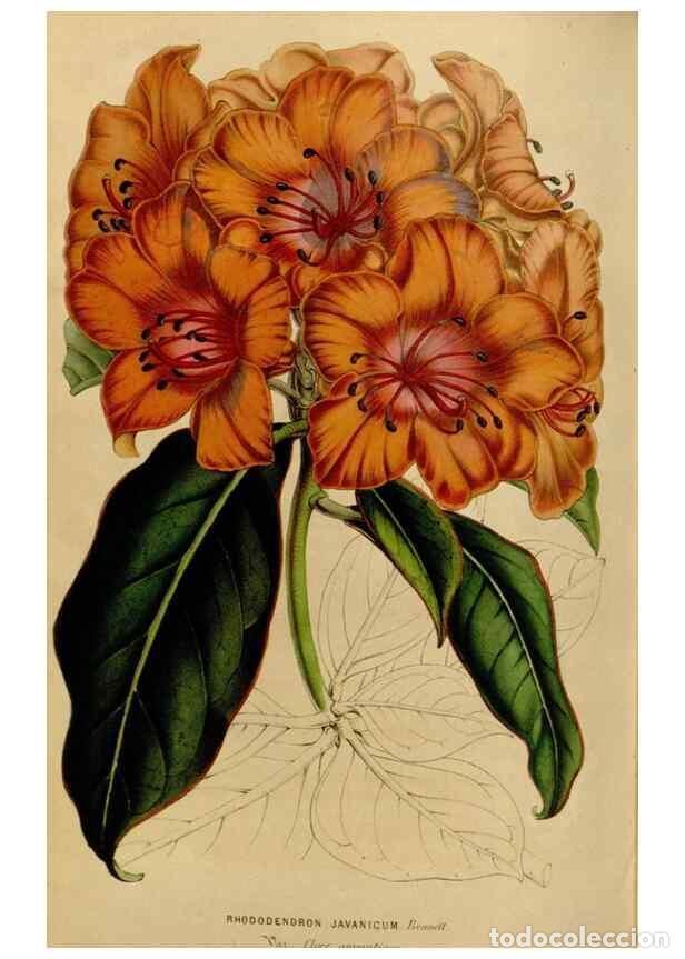 Colecionismo de Revistas e Jornais: Reproducci&oacute;n/Reproduction 49643745127: Flore des serres et des jardins de l'Europe. A Gand :chez Lou