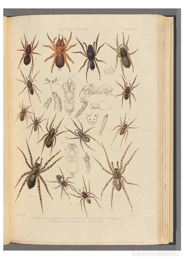 Colecionismo de Revistas e Jornais: Reproducci&oacute;n/Reproduction 49643687187: A history of the spiders of Great Britain and Ireland /. Lond