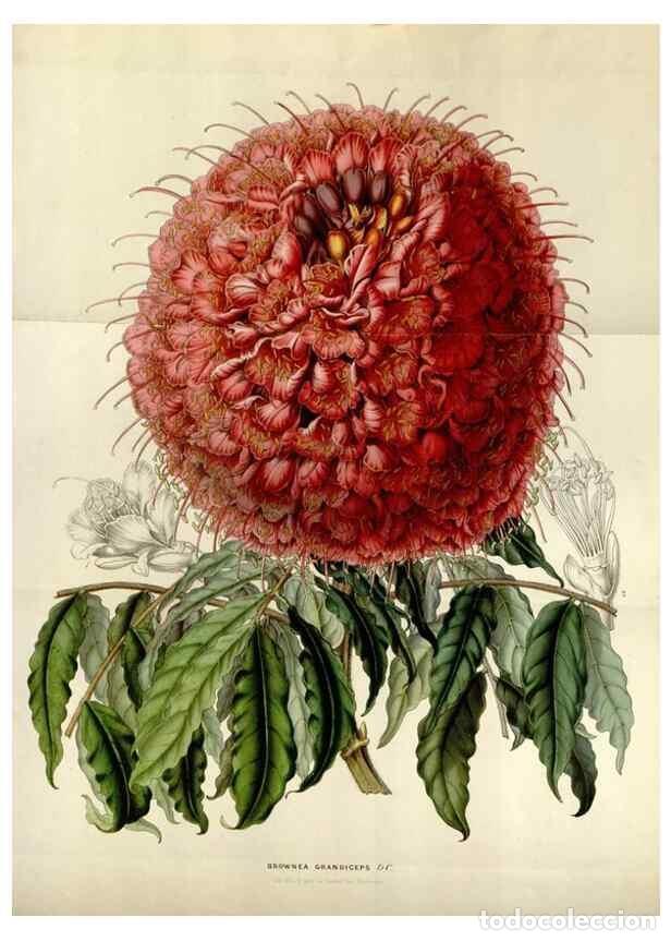 Colecionismo de Revistas e Jornais: Reproducci&oacute;n/Reproduction 49643746732: Flore des serres et des jardins de l'Europe. A Gand :chez Lou