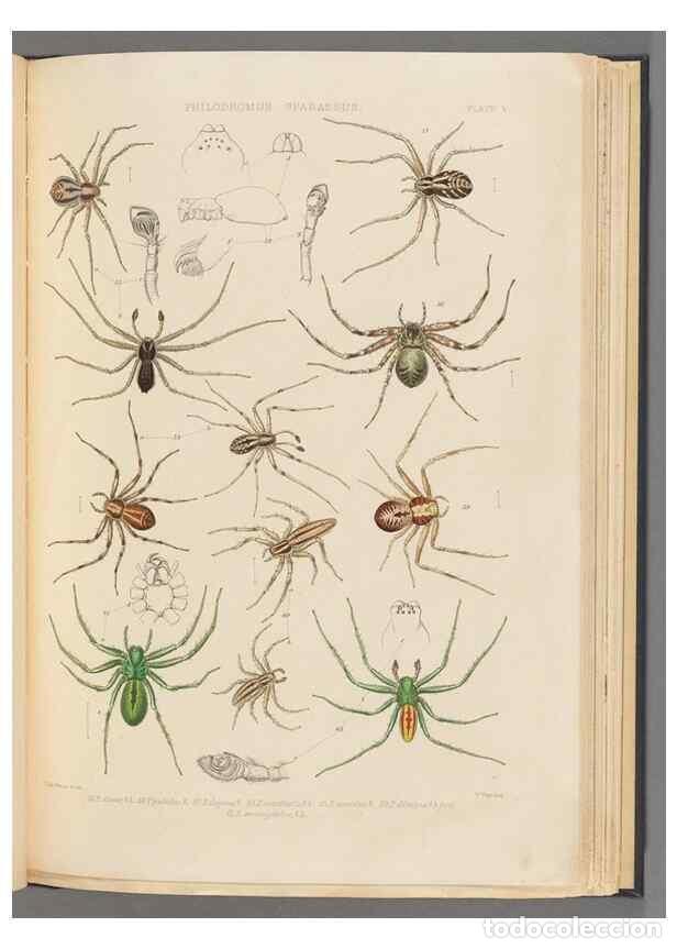 Colecionismo de Revistas e Jornais: Reproducci&oacute;n/Reproduction 49643412896: A history of the spiders of Great Britain and Ireland /. Lond