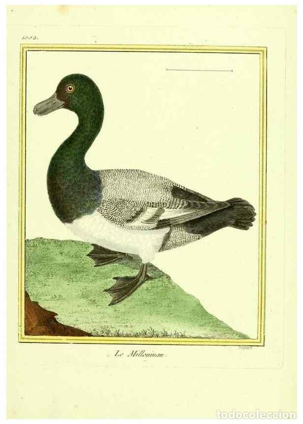 Colecionismo de Revistas e Jornais: Reproducci&oacute;n/Reproduction 49640010018: Planches enlumin&eacute;es d'histoire naturelle. Paris? :s.n.,1765-1