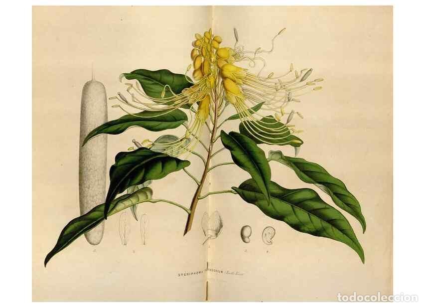 Collection Magazines and Newspapers: Reproducci&oacute;n/Reproduction 49643742527: Flore des serres et des jardins de l'Europe. A Gand :chez Lou