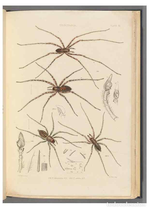 Collection Magazines and Newspapers: Reproducci&oacute;n/Reproduction 49642886643: A history of the spiders of Great Britain and Ireland /. Lond