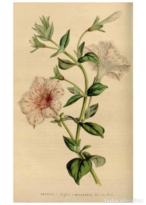 Collection Magazines and Newspapers: Reproducci&oacute;n/Reproduction 49643738767: Flore des serres et des jardins de l'Europe. A Gand :chez Lou