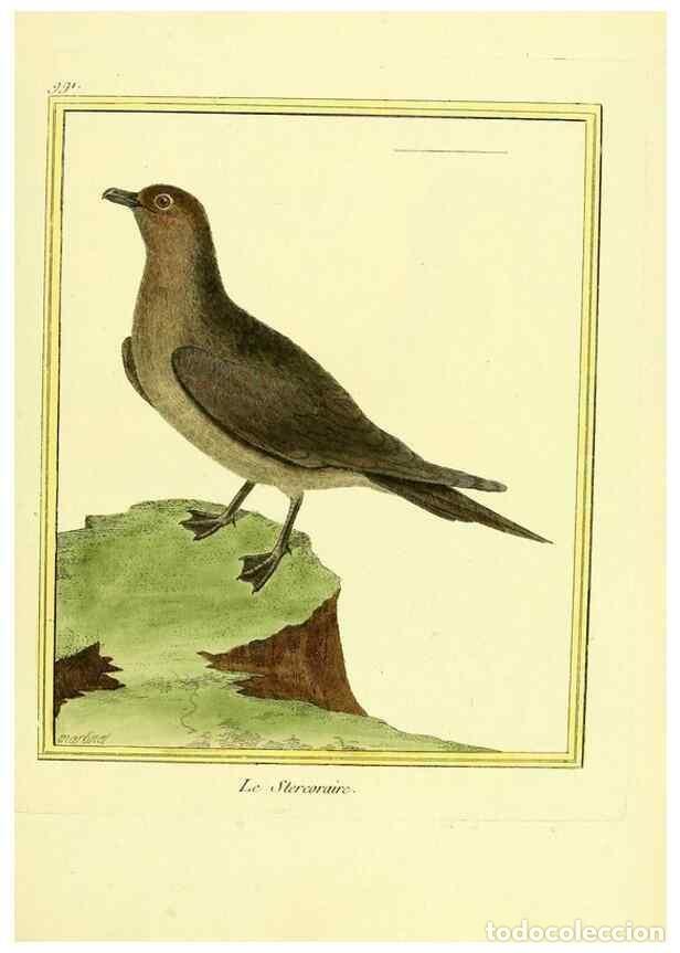 Collection Magazines and Newspapers: Reproducci&oacute;n/Reproduction 49640006778: Planches enlumin&eacute;es d'histoire naturelle. Paris? :s.n.,1765-1