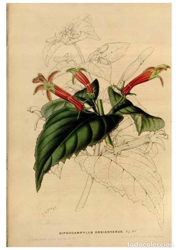 Collection Magazines and Newspapers: Reproducci&oacute;n/Reproduction 49643737117: Flore des serres et des jardins de l'Europe. A Gand :chez Lou