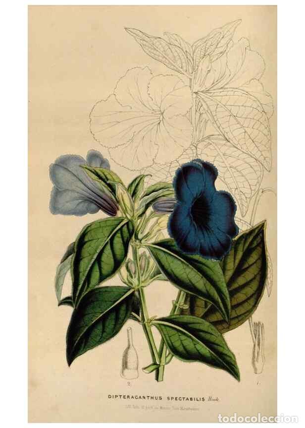 Collection Magazines and Newspapers: Reproducci&oacute;n/Reproduction 49643739752: Flore des serres et des jardins de l'Europe. A Gand :chez Lou