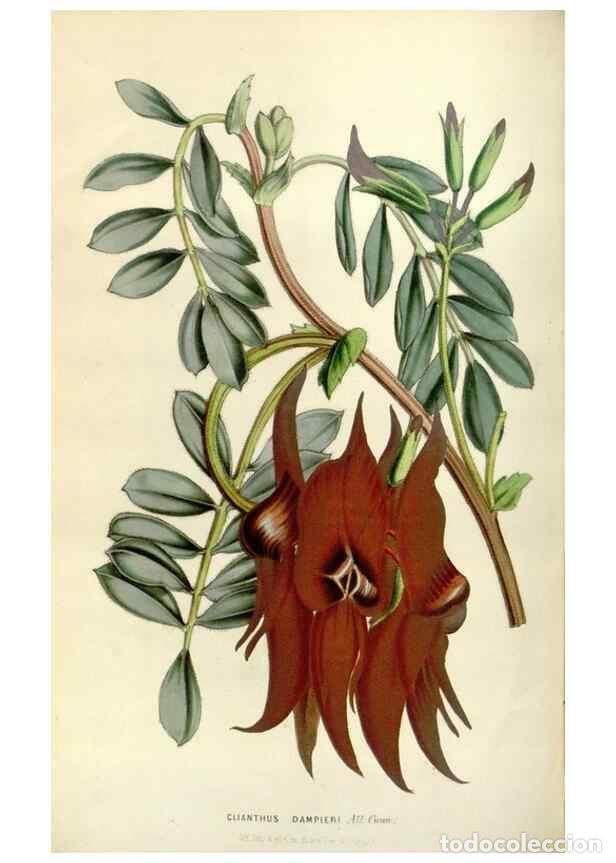 Collection Magazines and Newspapers: Reproducci&oacute;n/Reproduction 49643468036: Flore des serres et des jardins de l'Europe. A Gand :chez Lou