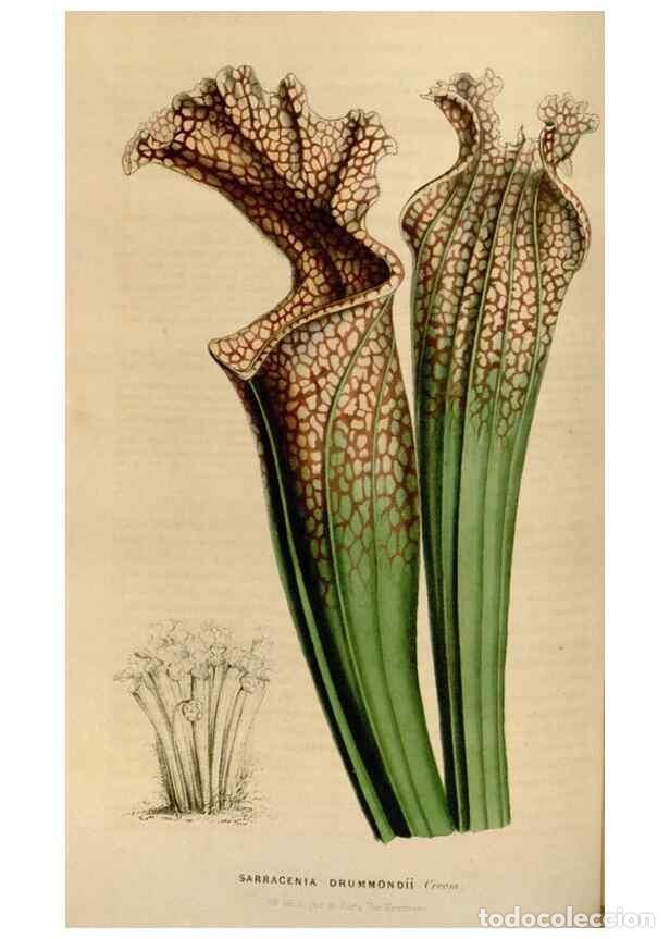 Collection Magazines and Newspapers: Reproducci&oacute;n/Reproduction 49643741597: Flore des serres et des jardins de l'Europe. A Gand :chez Lou