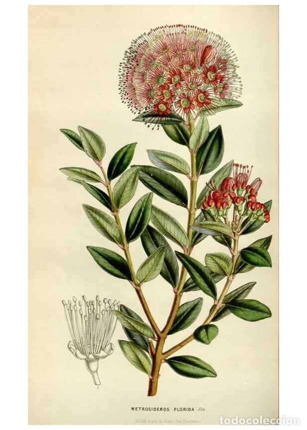 Collection Magazines and Newspapers: Reproducci&oacute;n/Reproduction 49642942128: Flore des serres et des jardins de l'Europe. A Gand :chez Lou