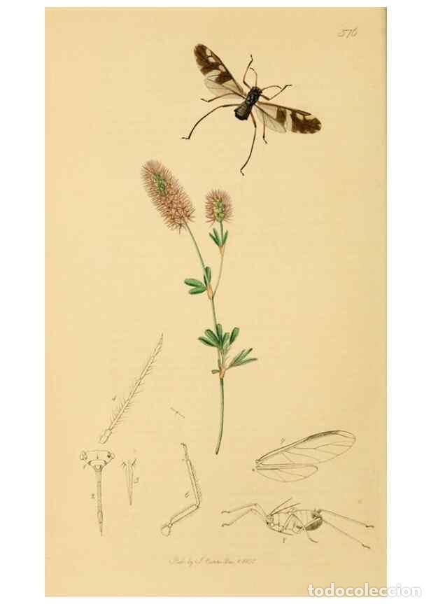 Collection Magazines and Newspapers: Reproducci&oacute;n/Reproduction 49641132597: British entomology :. London,Printed for the author,1823-1840
