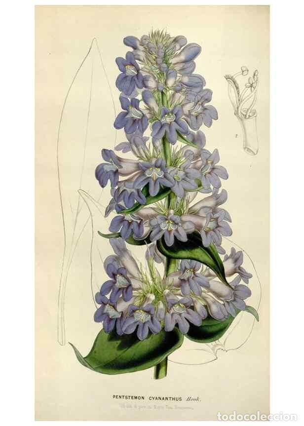 Collection Magazines and Newspapers: Reproducci&oacute;n/Reproduction 49643747022: Flore des serres et des jardins de l'Europe. A Gand :chez Lou