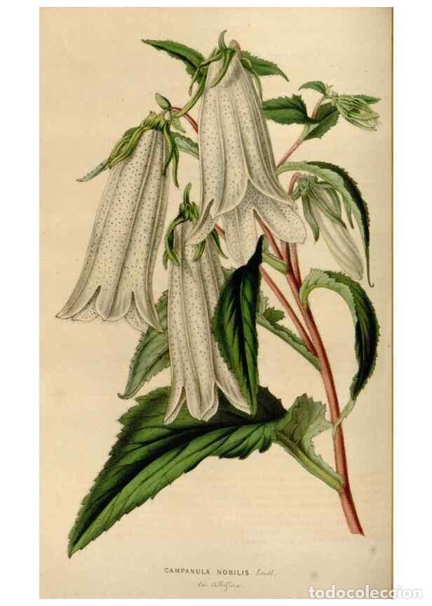 Collection Magazines and Newspapers: Reproducci&oacute;n/Reproduction 49643466326: Flore des serres et des jardins de l'Europe. A Gand :chez Lou