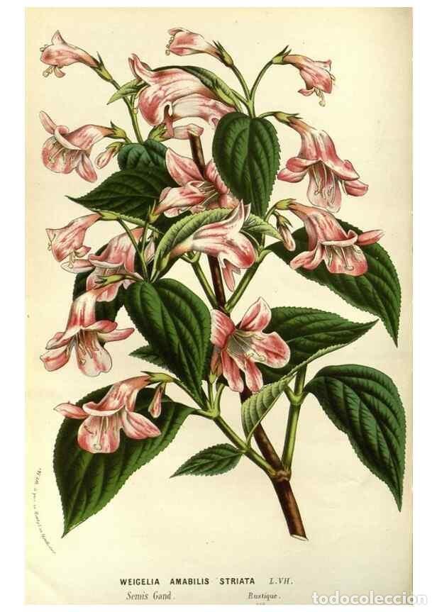 Sammeln von Zeitschriften und Zeitungen: Reproducci&oacute;n/Reproduction 49587687821: Flore des serres et des jardins de l'Europe. A Gand :chez Lou