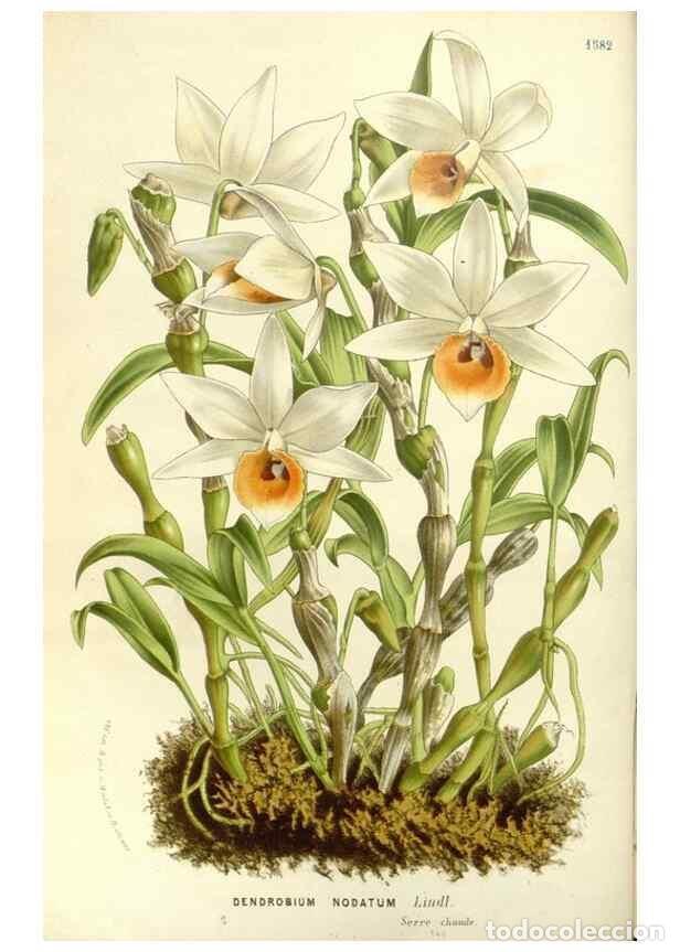 Sammeln von Zeitschriften und Zeitungen: Reproducci&oacute;n/Reproduction 49587291493: Flore des serres et des jardins de l'Europe. A Gand :chez Lou