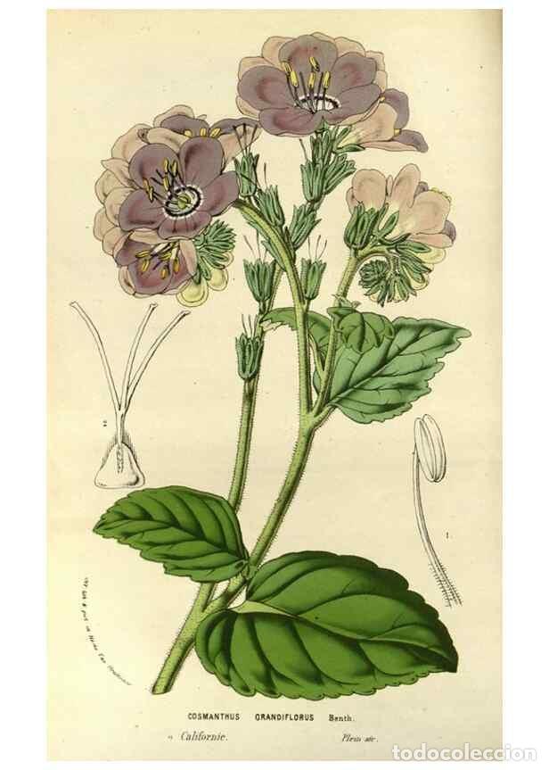 Sammeln von Zeitschriften und Zeitungen: Reproducci&oacute;n/Reproduction 49587931492: Flore des serres et des jardins de l'Europe. A Gand :chez Lou