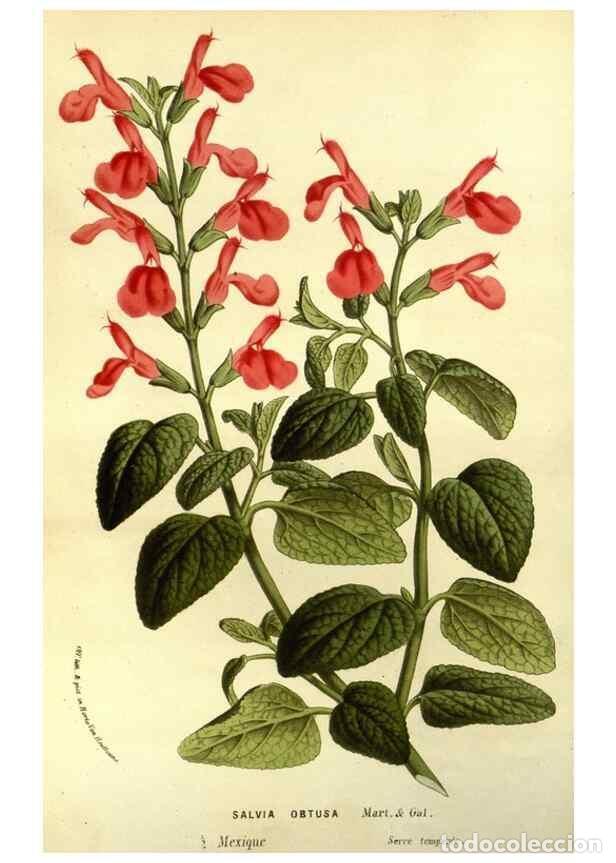 Sammeln von Zeitschriften und Zeitungen: Reproducci&oacute;n/Reproduction 49587681696: Flore des serres et des jardins de l'Europe. A Gand :chez Lou