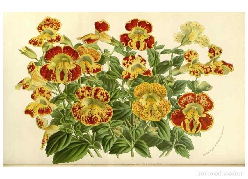 Sammeln von Zeitschriften und Zeitungen: Reproducci&oacute;n/Reproduction 49587781721: Flore des serres et des jardins de l'Europe. A Gand :chez Lou