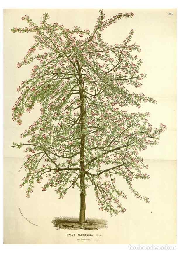 Sammeln von Zeitschriften und Zeitungen: Reproducci&oacute;n/Reproduction 49587786626: Flore des serres et des jardins de l'Europe. A Gand :chez Lou