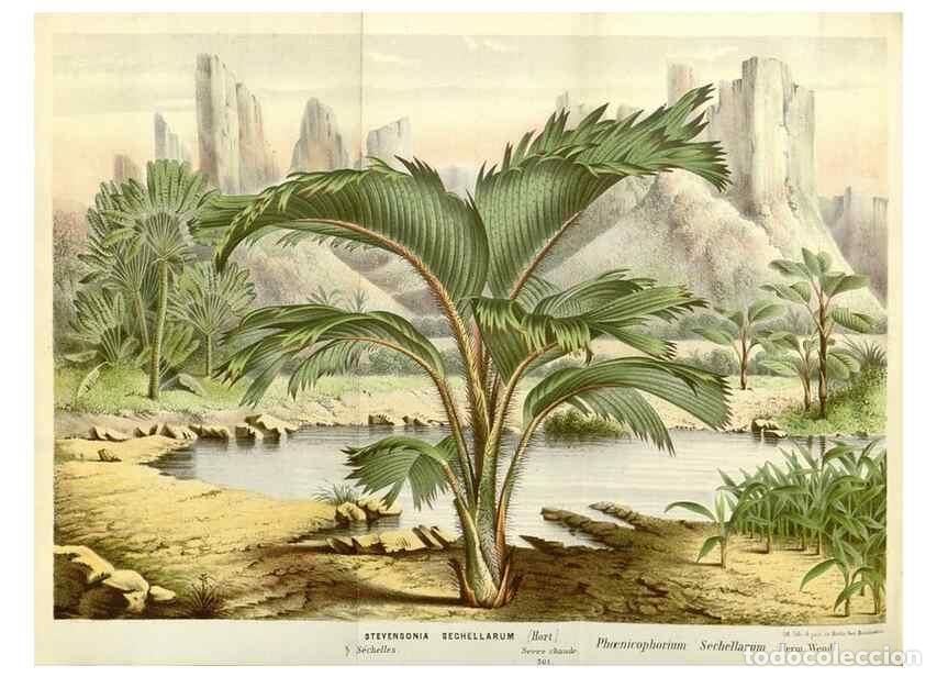 Sammeln von Zeitschriften und Zeitungen: Reproducci&oacute;n/Reproduction 49587787791: Flore des serres et des jardins de l'Europe. A Gand :chez Lou