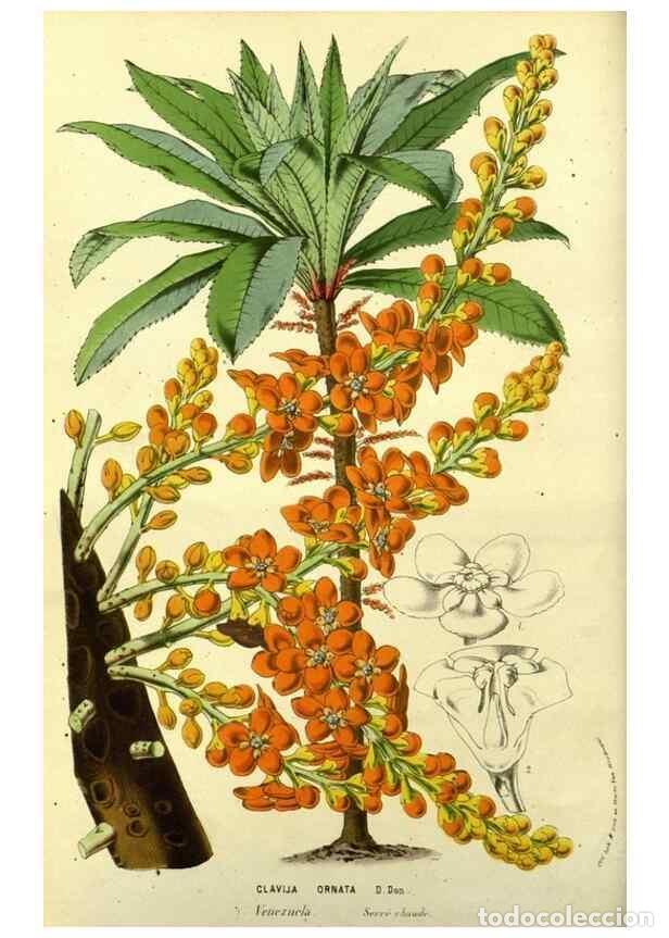 Sammeln von Zeitschriften und Zeitungen: Reproducci&oacute;n/Reproduction 49587925572: Flore des serres et des jardins de l'Europe. A Gand :chez Lou