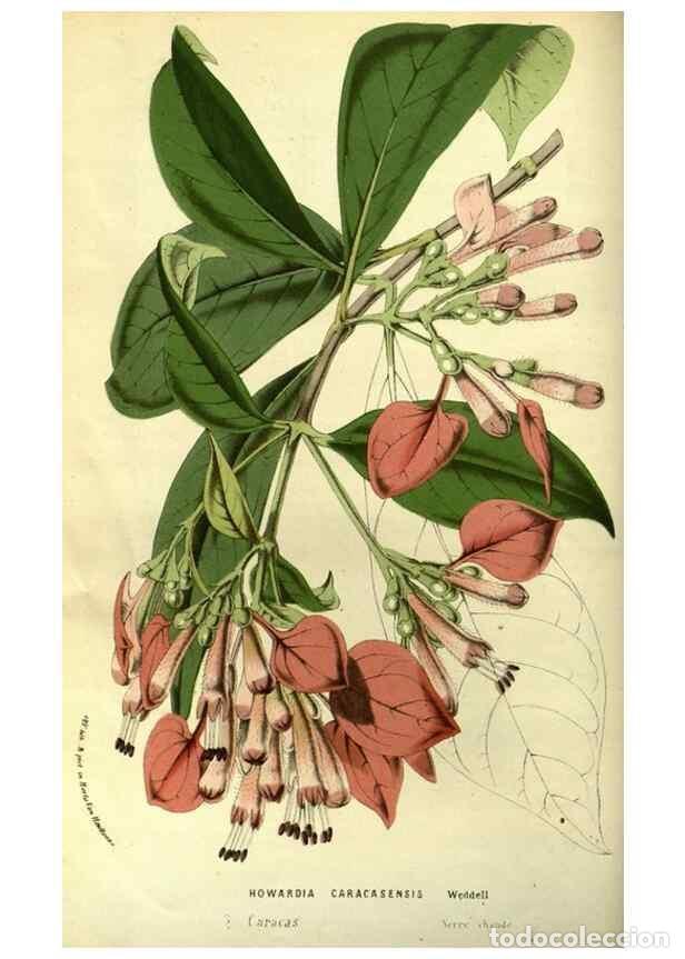 Sammeln von Zeitschriften und Zeitungen: Reproducci&oacute;n/Reproduction 49587188663: Flore des serres et des jardins de l'Europe. A Gand :chez Lou