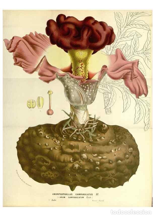 Sammeln von Zeitschriften und Zeitungen: Reproducci&oacute;n/Reproduction 49587294843: Flore des serres et des jardins de l'Europe. A Gand :chez Lou