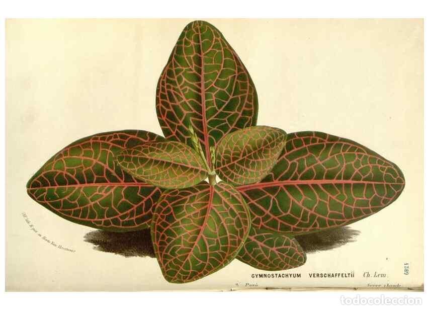 Sammeln von Zeitschriften und Zeitungen: Reproducci&oacute;n/Reproduction 49587785651: Flore des serres et des jardins de l'Europe. A Gand :chez Lou