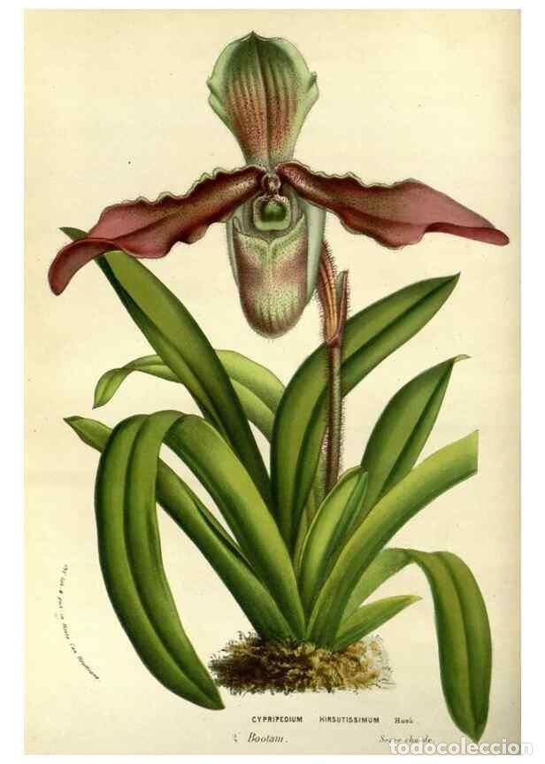 Sammeln von Zeitschriften und Zeitungen: Reproducci&oacute;n/Reproduction 49587927872: Flore des serres et des jardins de l'Europe. A Gand :chez Lou