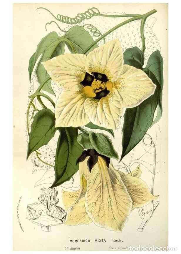 Colecionismo de Revistas e Jornais: Reproducci&oacute;n/Reproduction 49587694301: Flore des serres et des jardins de l'Europe. A Gand :chez Lou