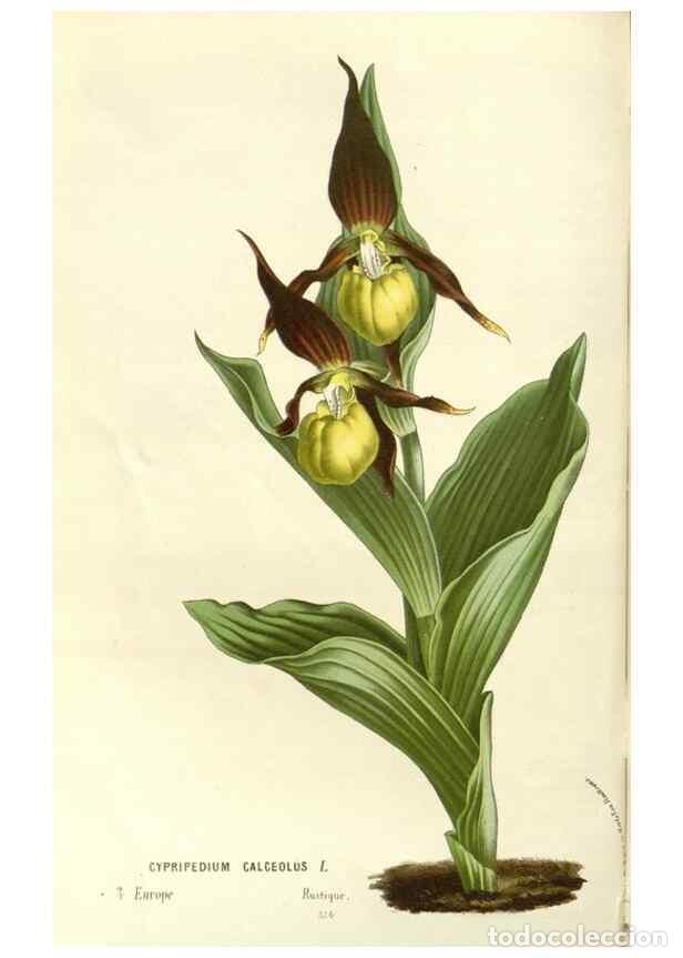 Colecionismo de Revistas e Jornais: Reproducci&oacute;n/Reproduction 49587782706: Flore des serres et des jardins de l'Europe. A Gand :chez Lou