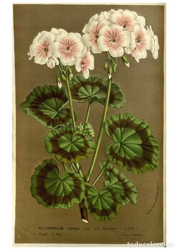 Colecionismo de Revistas e Jornais: Reproducci&oacute;n/Reproduction 49587687421: Flore des serres et des jardins de l'Europe. A Gand :chez Lou