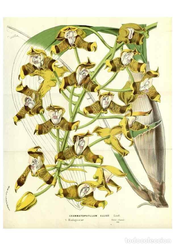 Colecionismo de Revistas e Jornais: Reproducci&oacute;n/Reproduction 49587937847: Flore des serres et des jardins de l'Europe. A Gand :chez Lou