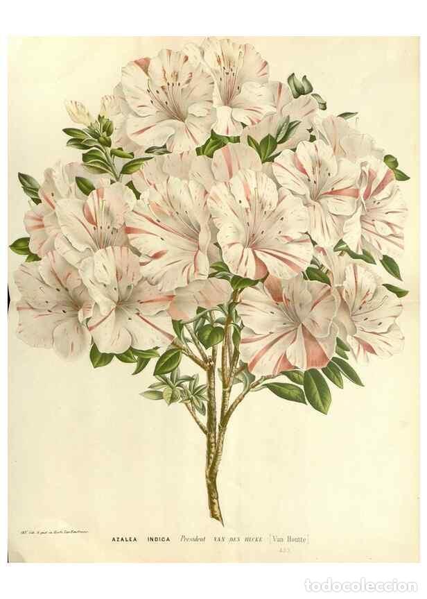 Colecionismo de Revistas e Jornais: Reproducci&oacute;n/Reproduction 49587783626: Flore des serres et des jardins de l'Europe. A Gand :chez Lou