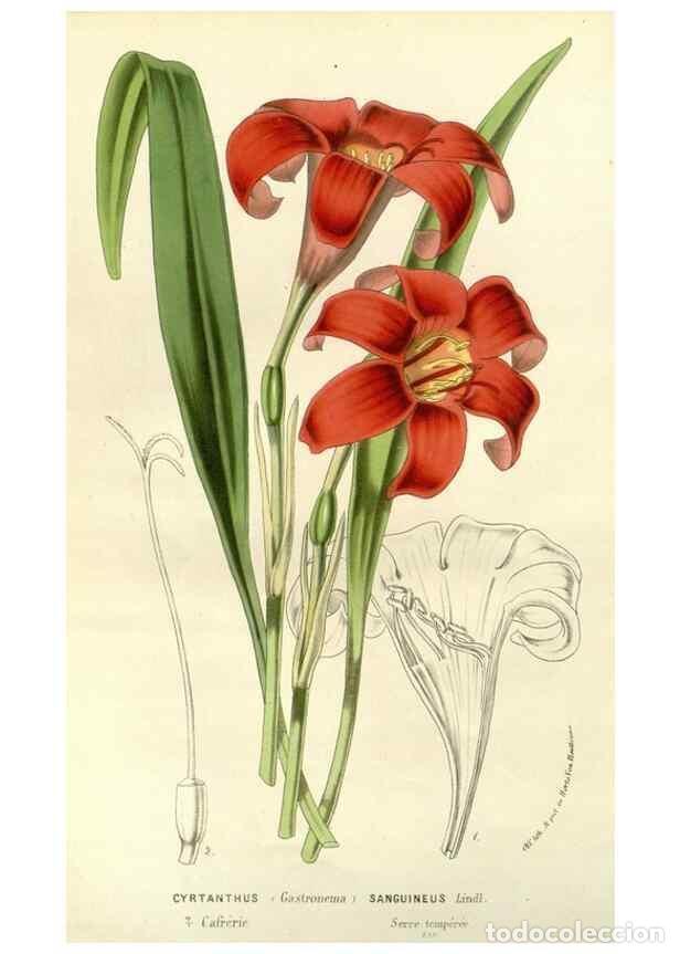 Colecionismo de Revistas e Jornais: Reproducci&oacute;n/Reproduction 49587696496: Flore des serres et des jardins de l'Europe. A Gand :chez Lou