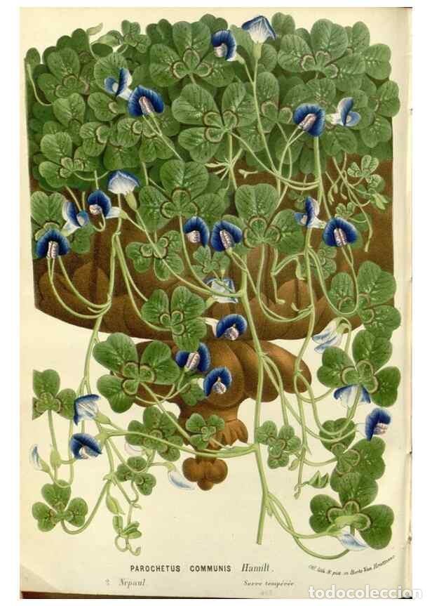 Colecionismo de Revistas e Jornais: Reproducci&oacute;n/Reproduction 49587784801: Flore des serres et des jardins de l'Europe. A Gand :chez Lou