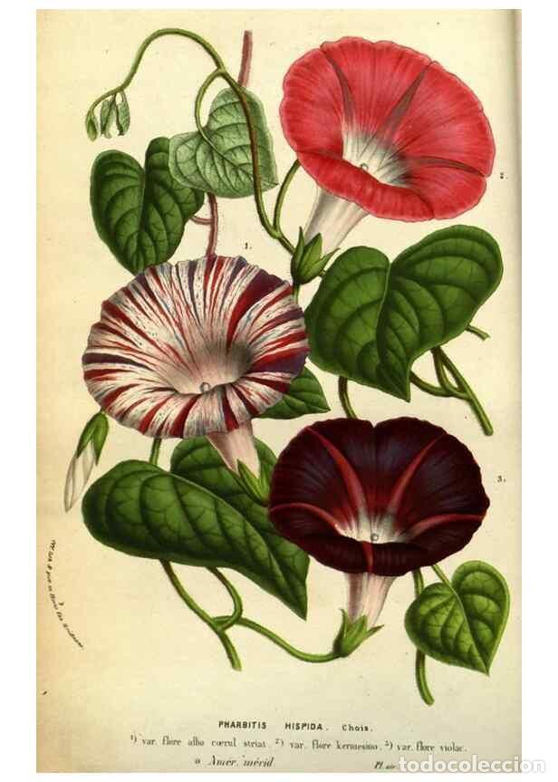 Collectionnisme de Revues et Journaux: Reproducci&oacute;n/Reproduction 49584188346: Flore des serres et des jardins de l'Europe. A Gand :chez Lou