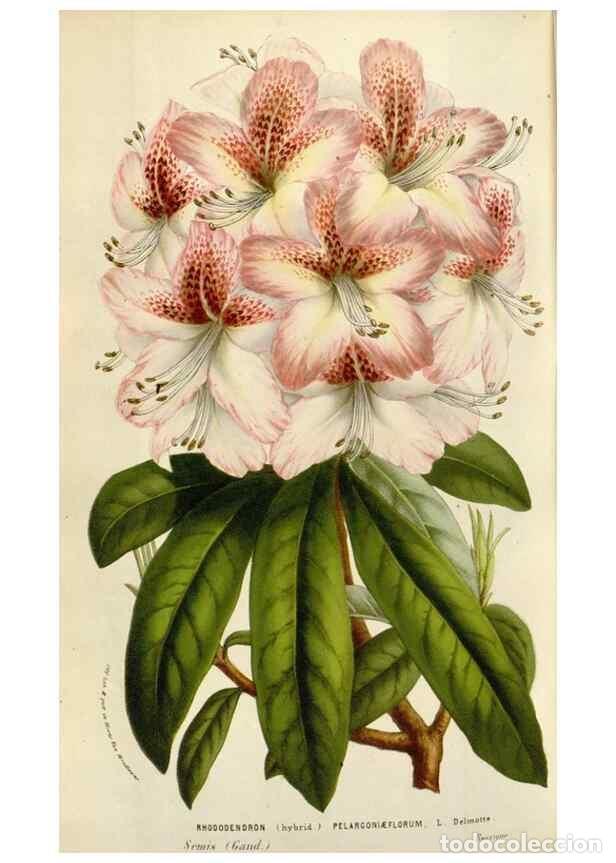 Collectionnisme de Revues et Journaux: Reproducci&oacute;n/Reproduction 49584294922: Flore des serres et des jardins de l'Europe. A Gand :chez Lou