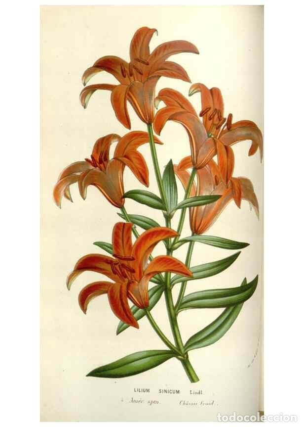 Collectionnisme de Revues et Journaux: Reproducci&oacute;n/Reproduction 49584585701: Flore des serres et des jardins de l'Europe. A Gand :chez Lou