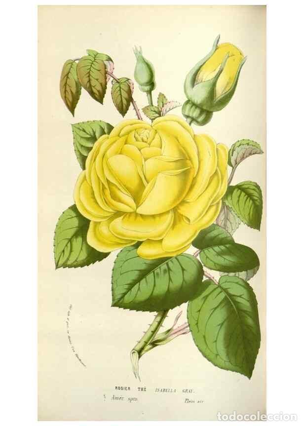 Collectionnisme de Revues et Journaux: Reproducci&oacute;n/Reproduction 49584590216: Flore des serres et des jardins de l'Europe. A Gand :chez Lou