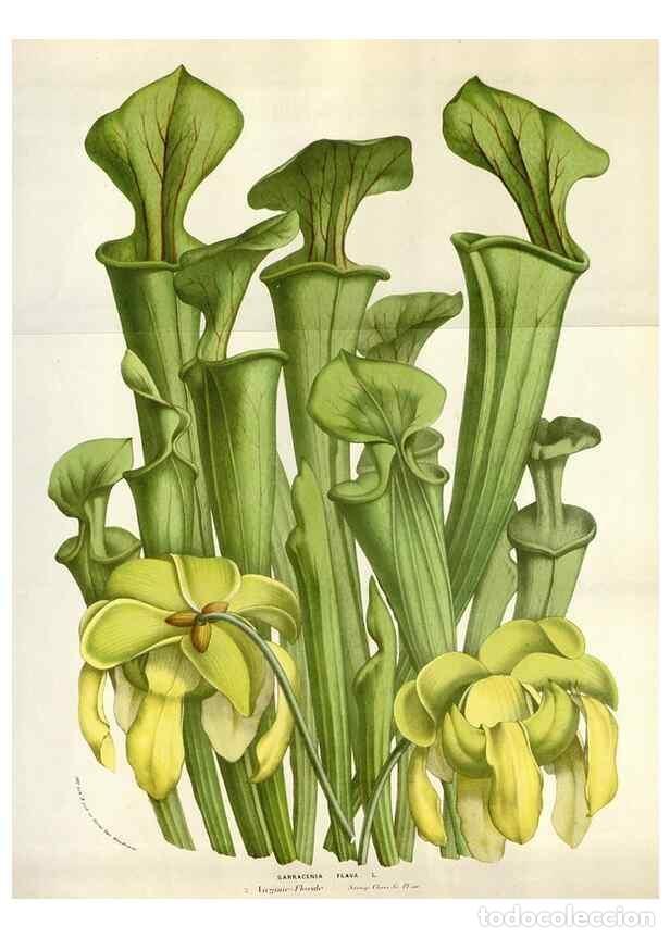 Collectionnisme de Revues et Journaux: Reproducci&oacute;n/Reproduction 49583565158: Flore des serres et des jardins de l'Europe. A Gand :chez Lou