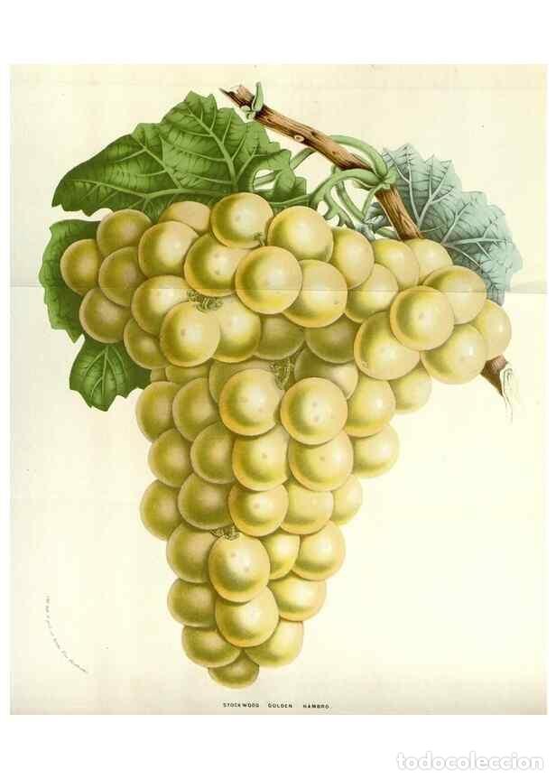 Collectionnisme de Revues et Journaux: Reproducci&oacute;n/Reproduction 49584587256: Flore des serres et des jardins de l'Europe. A Gand :chez Lou