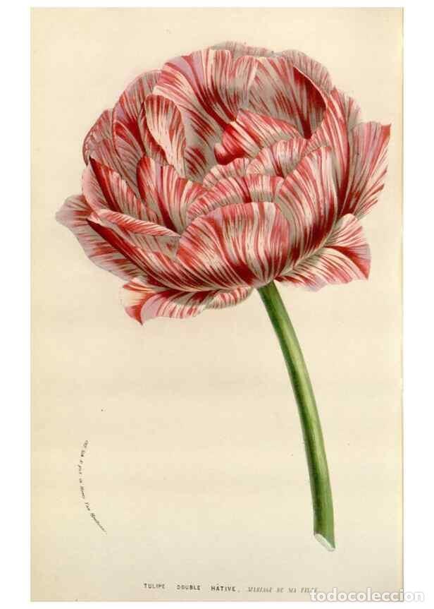 Collectionnisme de Revues et Journaux: Reproducci&oacute;n/Reproduction 49584591616: Flore des serres et des jardins de l'Europe. A Gand :chez Lou