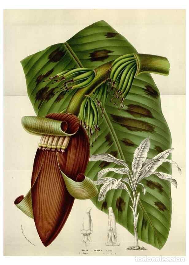 Collectionnisme de Revues et Journaux: Reproducci&oacute;n/Reproduction 49584318922: Flore des serres et des jardins de l'Europe. A Gand :chez Lou