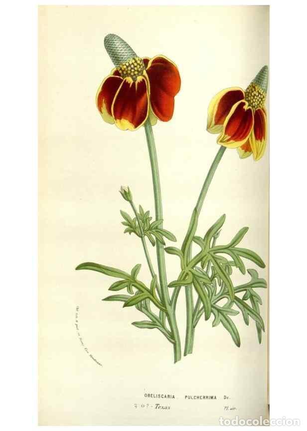 Collectionnisme de Revues et Journaux: Reproducci&oacute;n/Reproduction 49584090448: Flore des serres et des jardins de l'Europe. A Gand :chez Lou