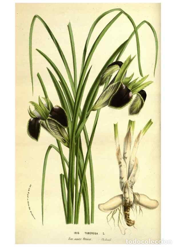 Collectionnisme de Revues et Journaux: Reproducci&oacute;n/Reproduction 49584189281: Flore des serres et des jardins de l'Europe. A Gand :chez Lou