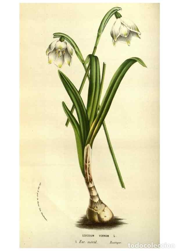 Collectionnisme de Revues et Journaux: Reproducci&oacute;n/Reproduction 49583697368: Flore des serres et des jardins de l'Europe. A Gand :chez Lou